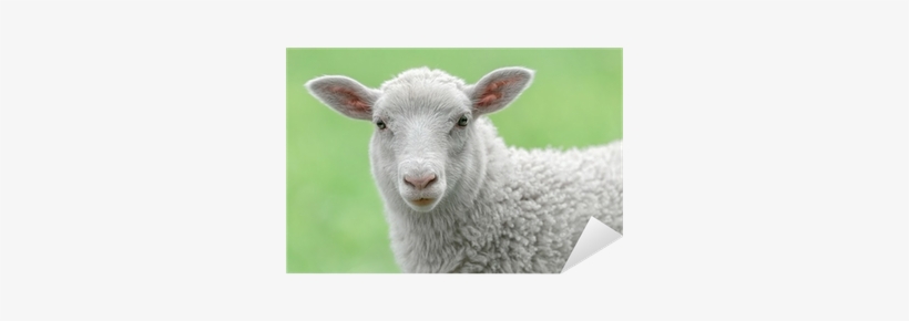Sheep Face, transparent png download