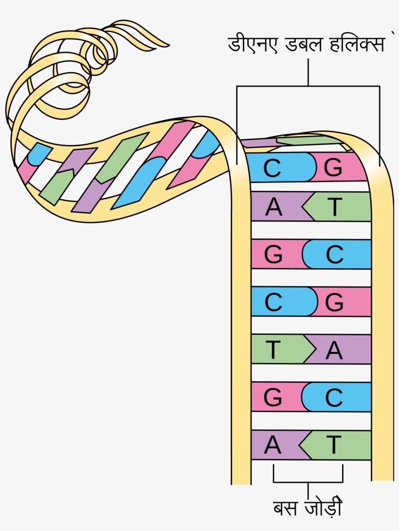 Open - Simple Double Helix Diagram, transparent png download