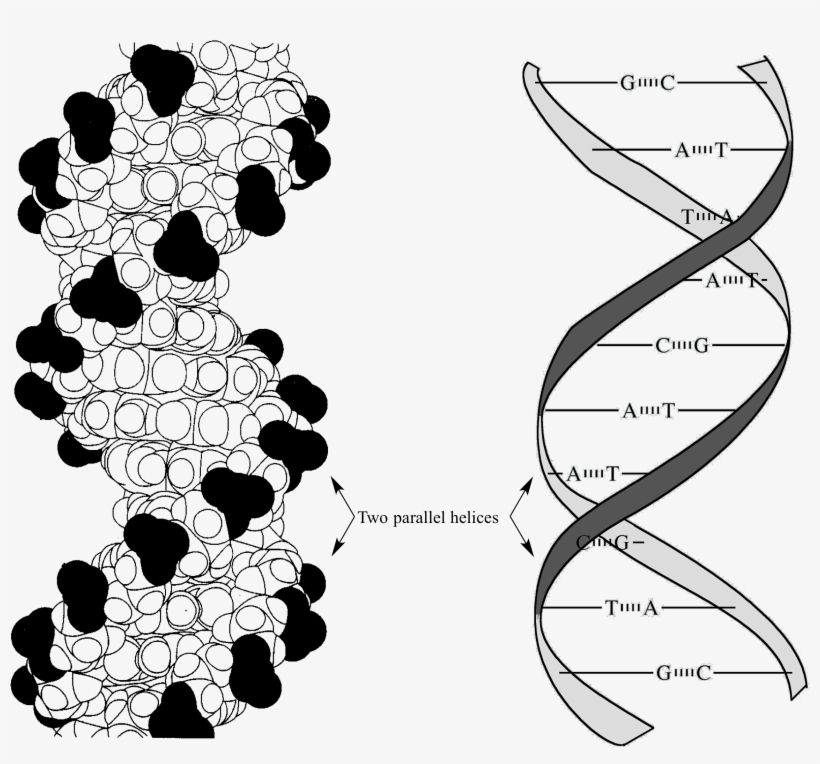 Van Der Waals Base Stacking Dna, transparent png download