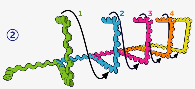 Dna2 - Nucleic Acid Double Helix, transparent png download
