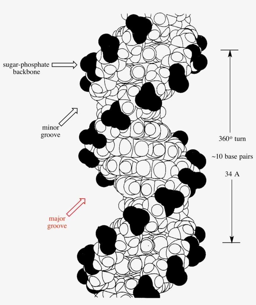 The Wider Of The Two Grooves In A Dna Double Helix - Dna Helix Major Groove, transparent png download