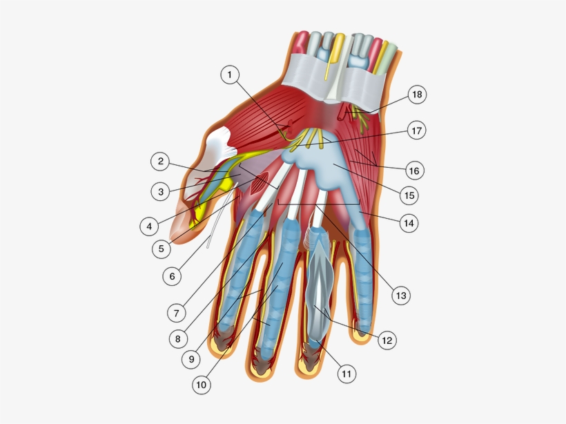 Wilfredor 39c8d3e5 - Inside The Human Thumb, transparent png download
