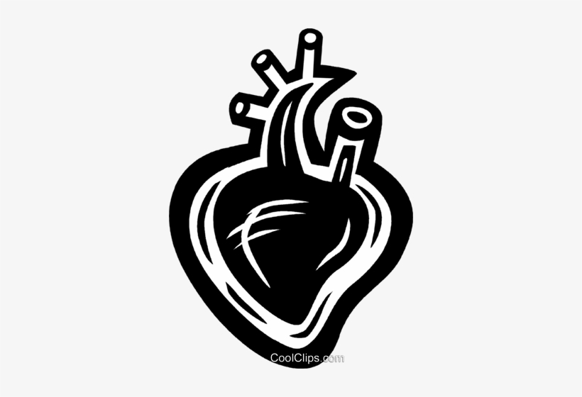 Human Heart Royalty Free Vector Clip Art Illustration Health Transparent Png 344x480 Free Download On Nicepng