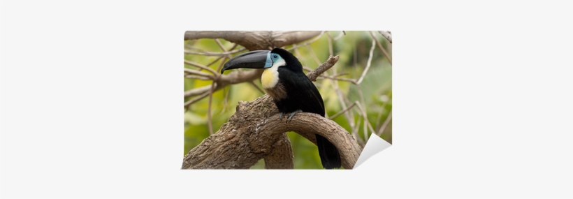 Toucan, transparent png download