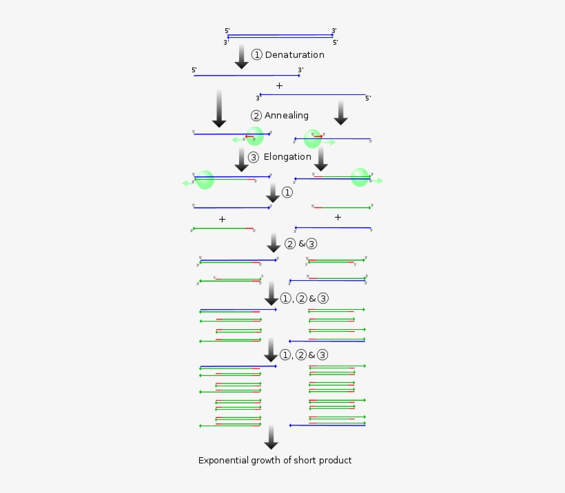 While There Have Been A Few Methods Used In The Past, - Ciclo De Pcr, transparent png download