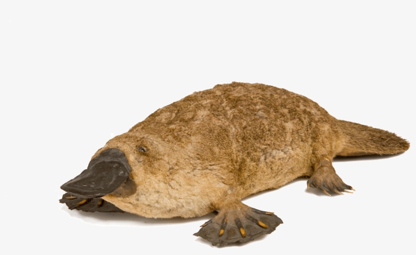 First Taxidermied Platypus, transparent png download