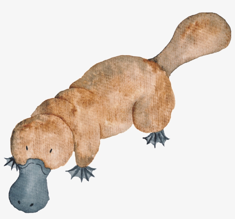 Hand Drawn Platypus Transparent Animal Png - Watercolour Australian Animals, transparent png download