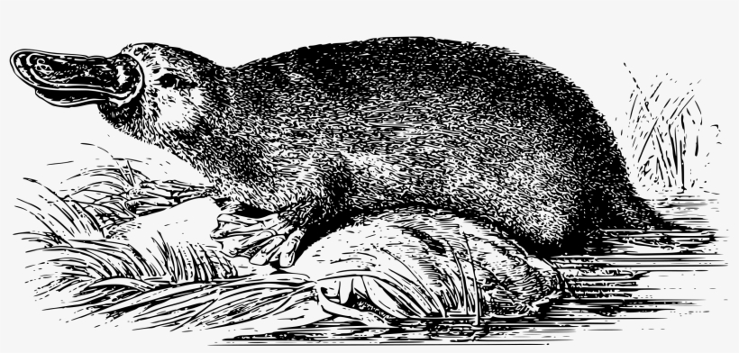 This Free Icons Png Design Of Duck-billed Platypus, transparent png download