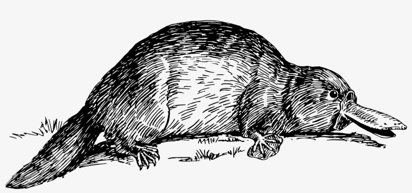 This Free Icons Png Design Of Duck-billed Platypus, transparent png download