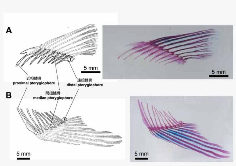 The Dorsal And Anal Fins Of Zacco Platypus - Fin, transparent png download