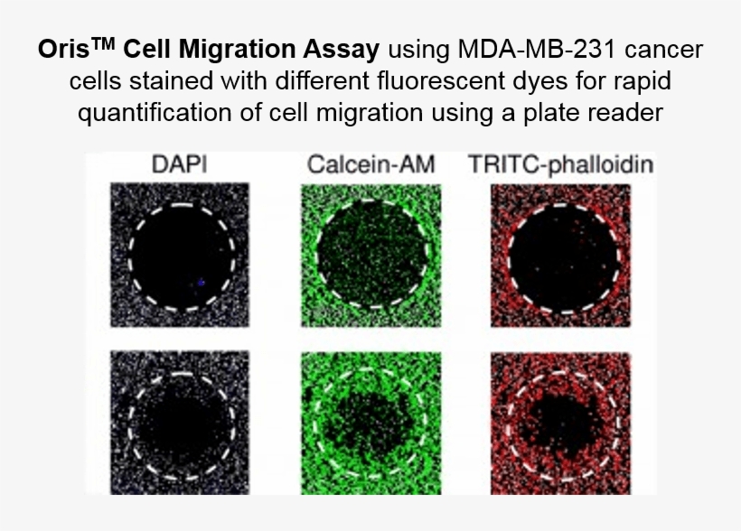Cell, transparent png download