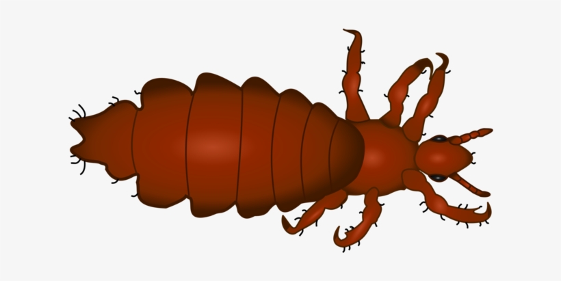 Head Louse Insect Head Lice Infestation Therapy - Clip Art Head Lice, transparent png download