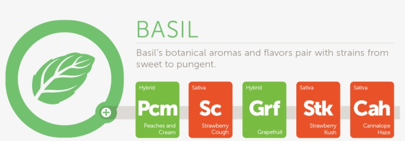 Basil@2x - Logo, transparent png download