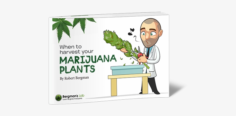 When To Harvest Your Marijuana Plants - Pink Marijuana Leaf, transparent png download