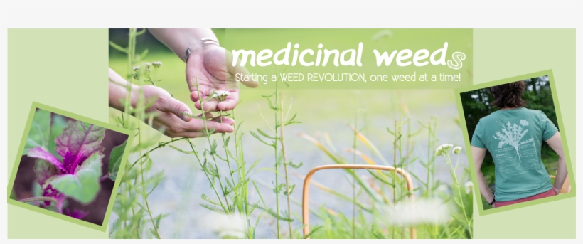 Grass, transparent png download