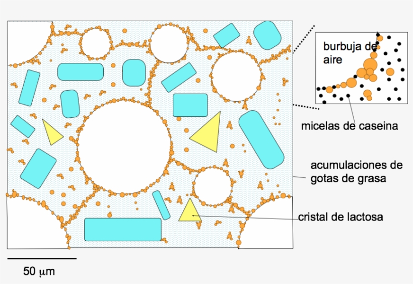The Structure Of An Ice Cream At -5ºc - Circle, transparent png download