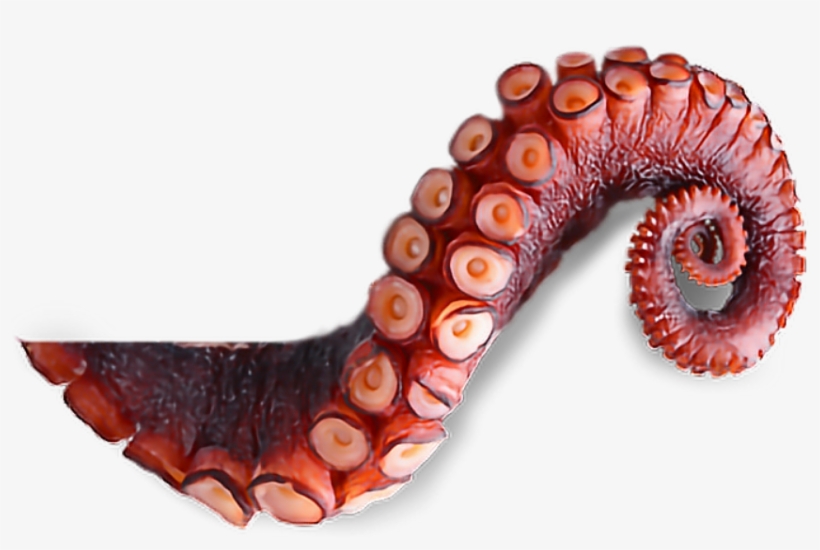 Report Abuse - Transparent Background Octopus Tentacle Png, transparent png download