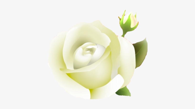 More Like White Rose Png By Melissa-tm - Portable Network Graphics, transparent png download