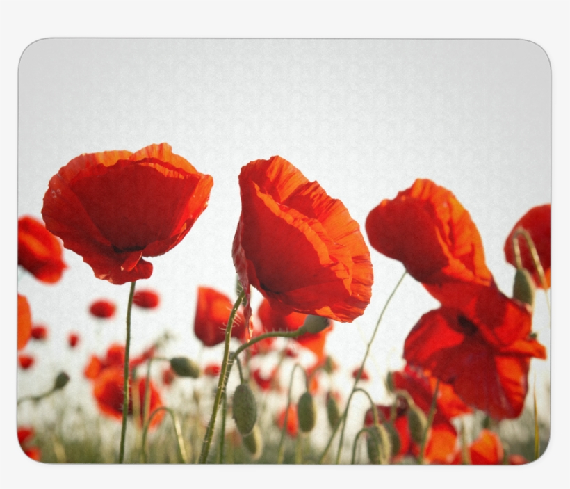 Poppy Flower Mouse Pad - Eurographics Dgs Au2106 Poppy Blossoms Tempered Kitchen, transparent png download