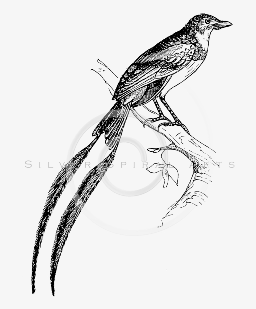 Vintage Bird At Getdrawings - Drawing, transparent png download
