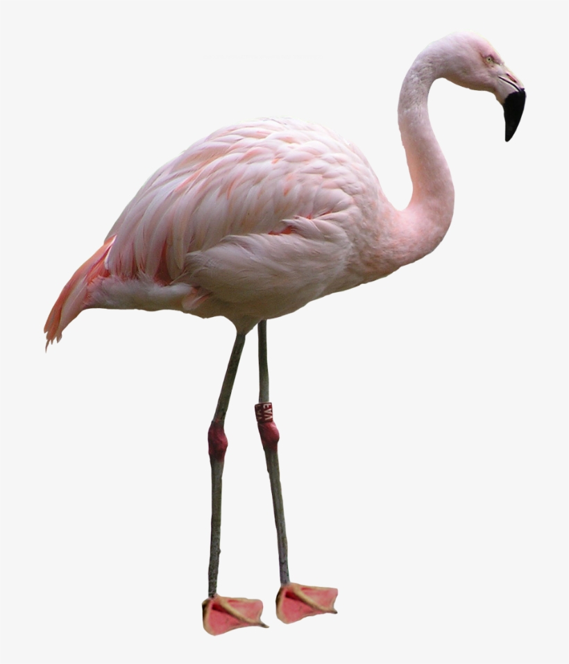Flamingo Png Images - Flamingo Png, transparent png download