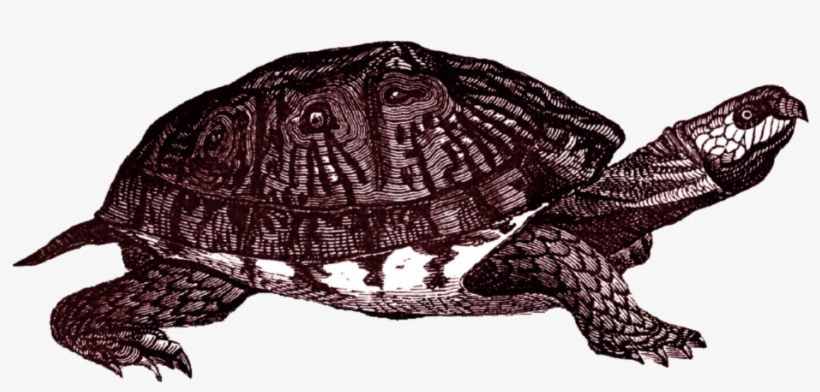 Box Turtle Png Clipart - Tierisch Barock - When Animals Talk, transparent png download