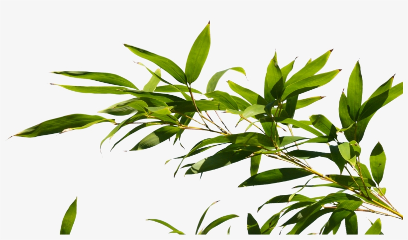 Bamboo Tree Branch Png, transparent png download