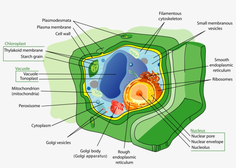Plant Cell Structure-en - Plant Cell, transparent png download