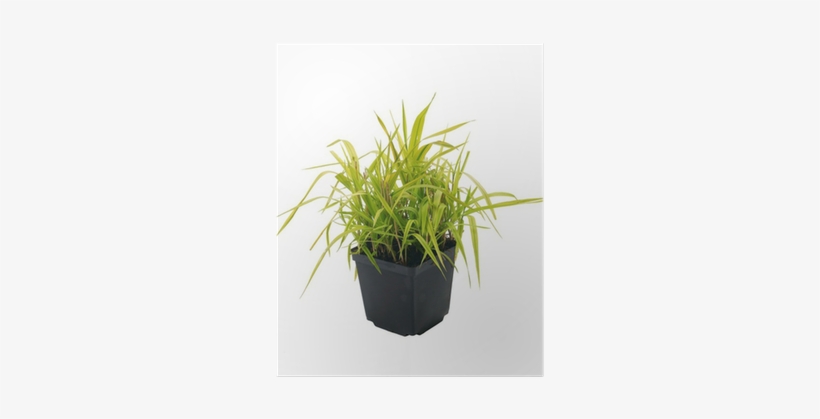 Ornamental Grass Phalaris Arundinacea Arctic Sun Poster - Phalaris, transparent png download