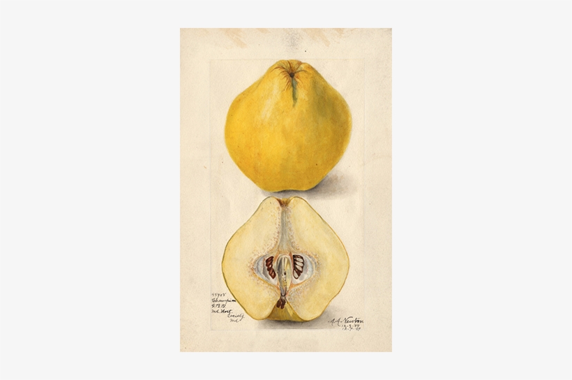 Quince, transparent png download