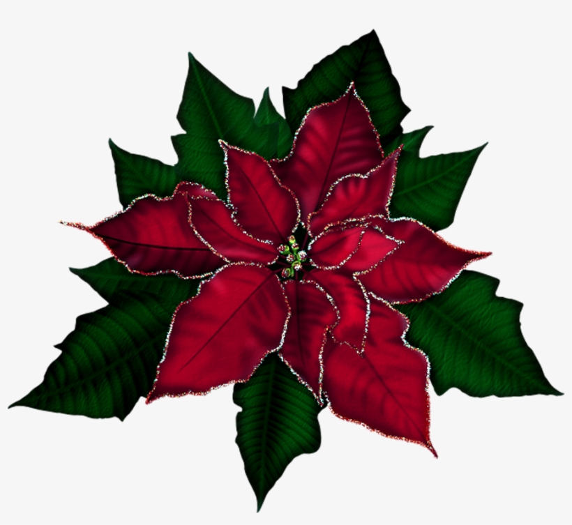 Poinsettia Clipart Gold - Poinsettia .png, transparent png download
