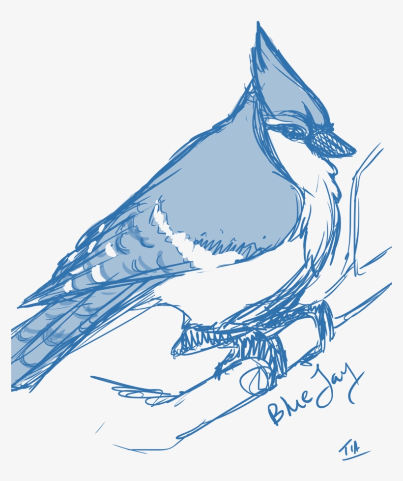 Blue Jay By Tiamatsvoid Png Royalty Free Library - Blue Jay, transparent png download