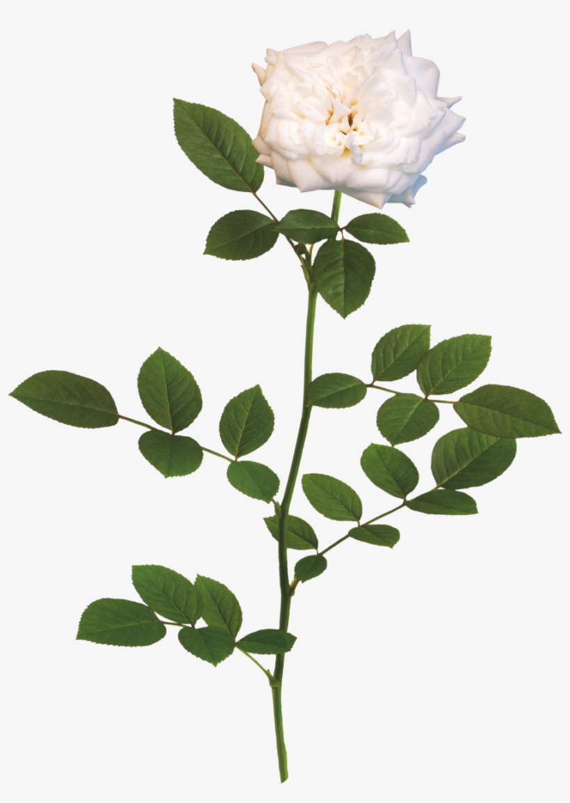 The White Drift® Rose - Rose, transparent png download