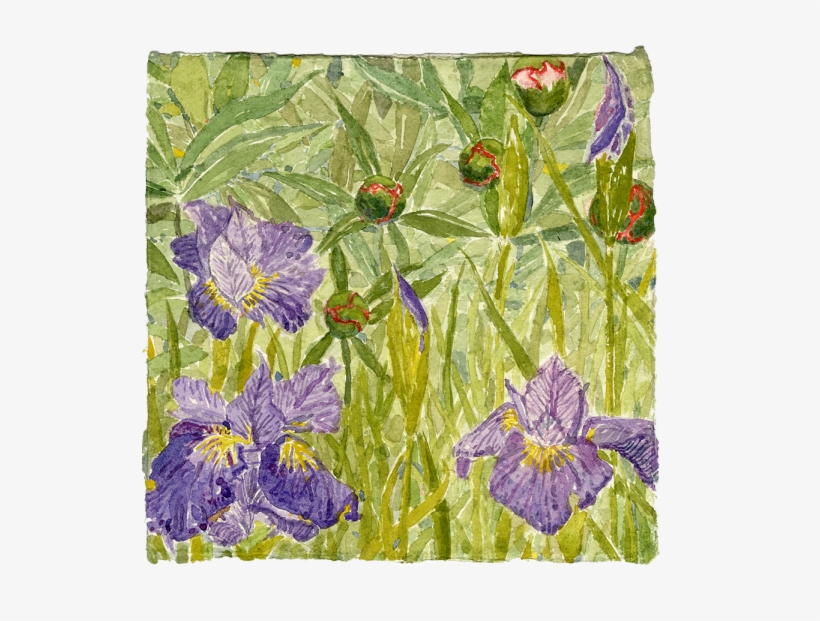 Watercolor - Bellflower, transparent png download