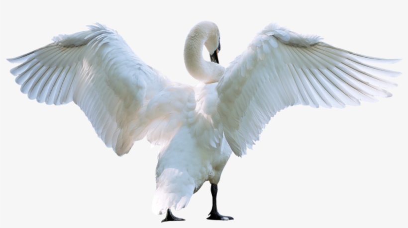 Download Amazing High-quality Latest Png Images Transparent - Swan Png, transparent png download