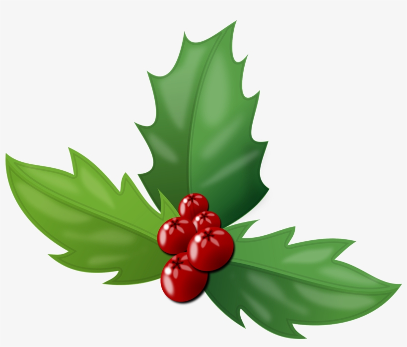 The Holly Is An Evergreen Plant Baring Bright Red Berries - Holly Berries, transparent png download