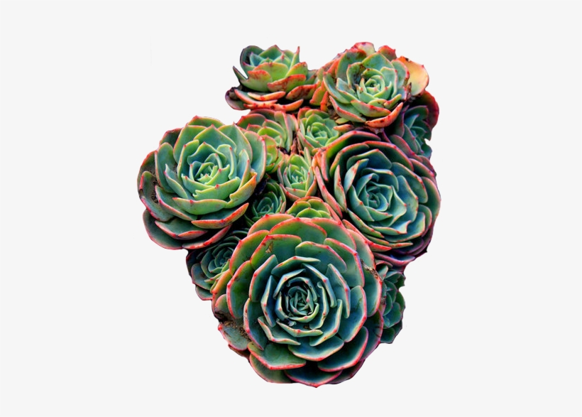 Red Green Pattern Png Transparent Succulents Succulent - Succulent Transparent, transparent png download