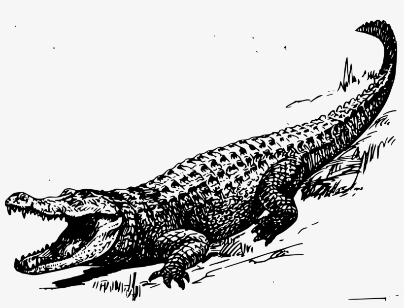 Alligator Png, transparent png download