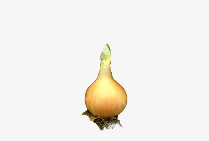Onion - Onions With Roots Png, transparent png download