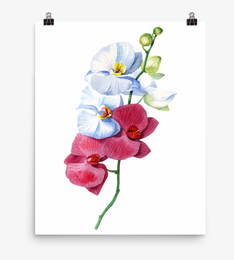 Bright And Colourful Orchid Watercolour Matte Poster - Orchid Watercolour, transparent png download