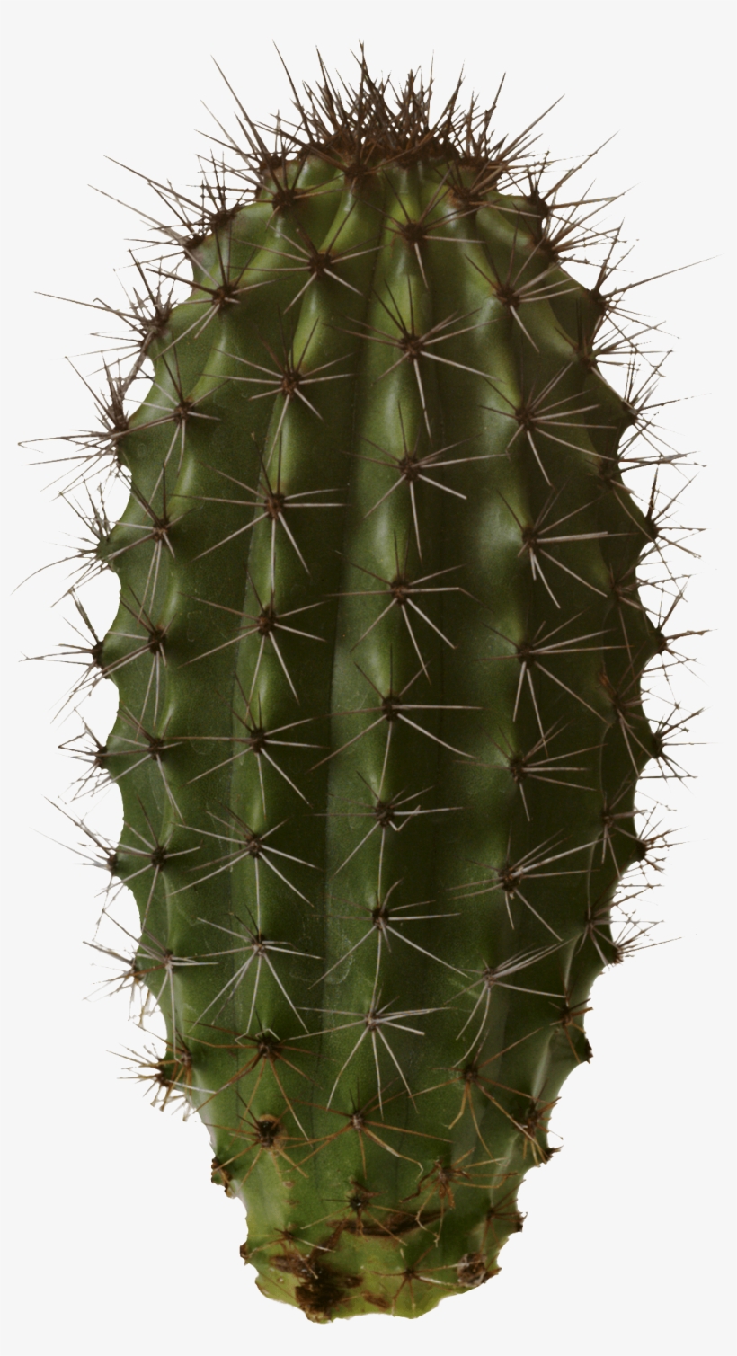 Download - Cactaceas Png, transparent png download