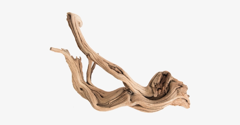 Shap Minifiss Bonsai Canada - Driftwood, transparent png download