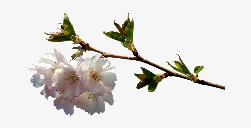 Branch Png, transparent png download