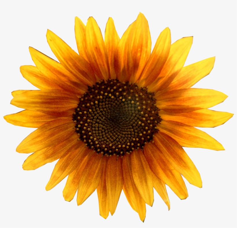 Sunflower Metalhead64 Edited - Sunflower Png, transparent png download