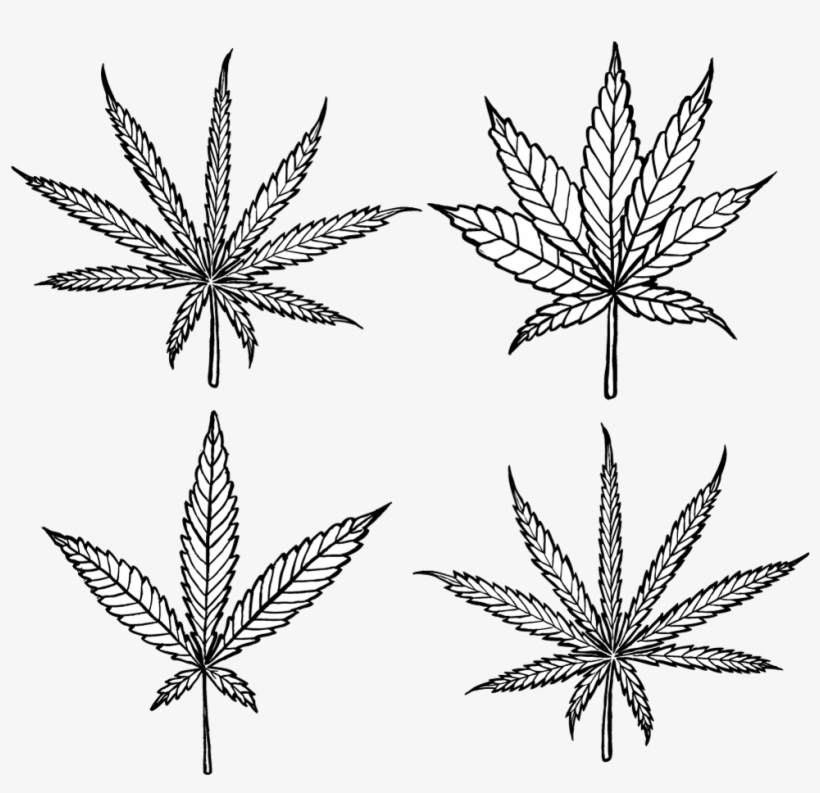 Cannabis Transparent Dagga - Cannabis Indica Diagram, transparent png download