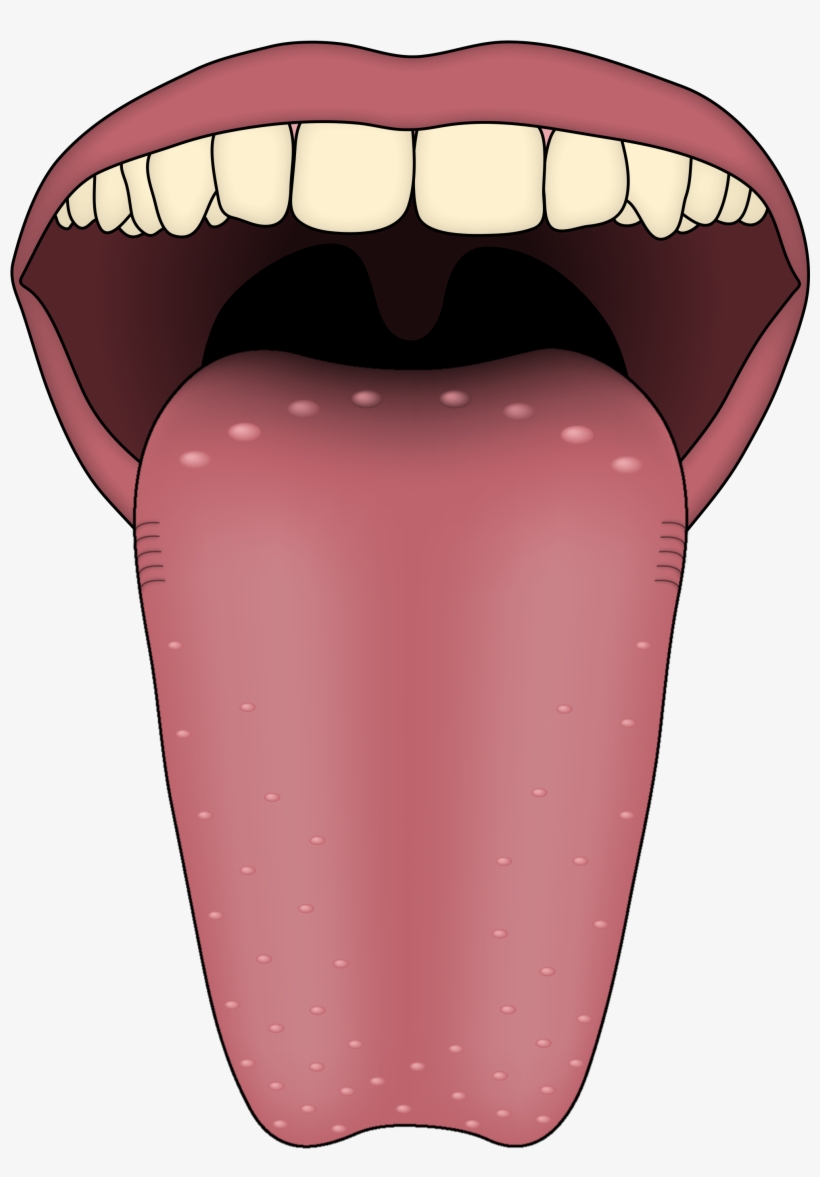 Human Tongue Png Image, transparent png download