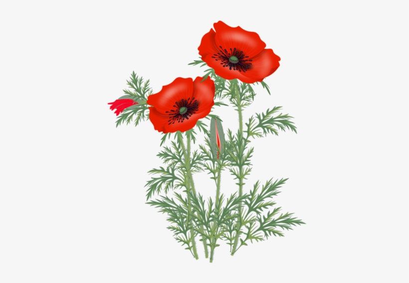 Цветы - Free Image Poppy Png, transparent png download