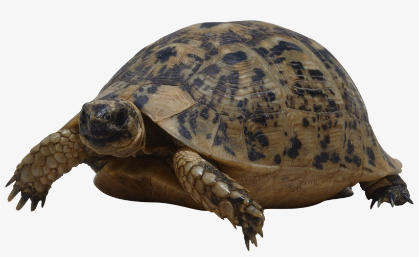 Turtle Png, transparent png download
