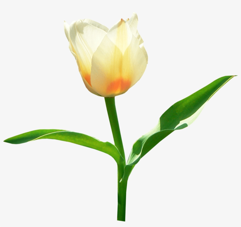 Single White Png Stickpng Jpg Black And White - Tulip, transparent png download