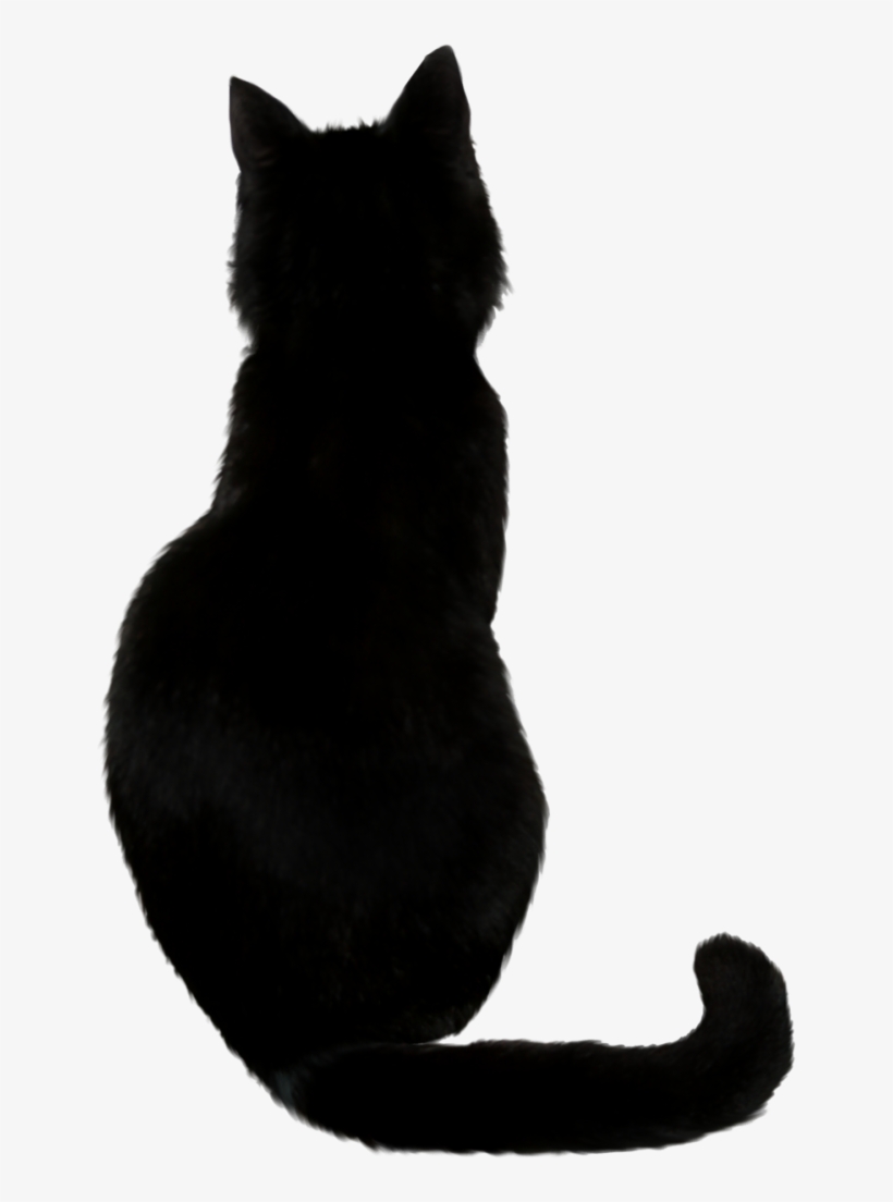 Black Cat Png Photos - Back Of A Black Cat, transparent png download